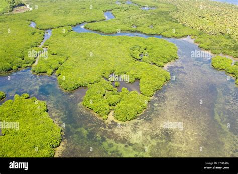 Mangroves Top View Mangrove Forest And Winding Rivers Tropical