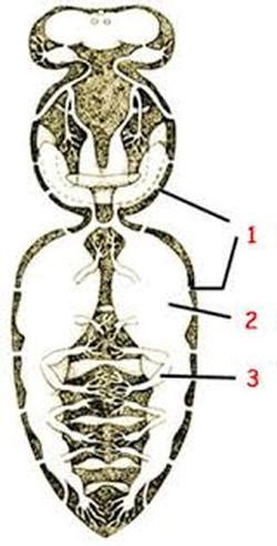 The Honey Bee Respiratory System