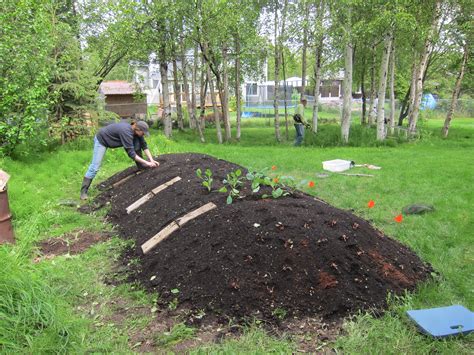 Planting the Hugelkultur | The Alaska Urban Hippie