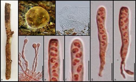 Morphology Of Orbilia Leucostigma MFLU 16 1861 A Substrate B Fresh