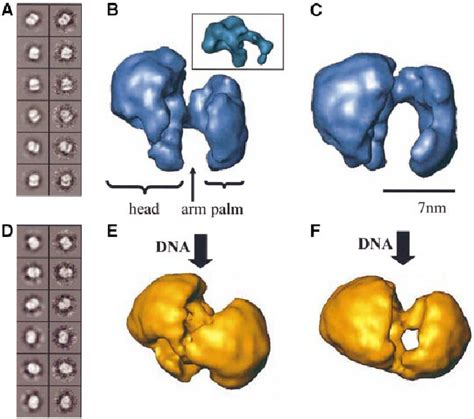 3d Structure Of Dna Pkcs And Its Dna Bound Complexes A Classes