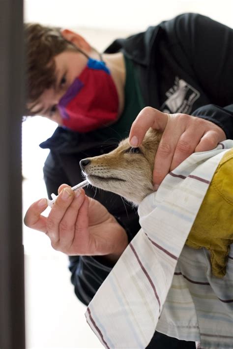 Ethics In Wildlife Rehabilitation A Workshop For Wildlife Rehabilitators Bird Ally X