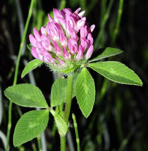 Trifolium Pratense L Subsp Pratense Biodiversidad Virtual