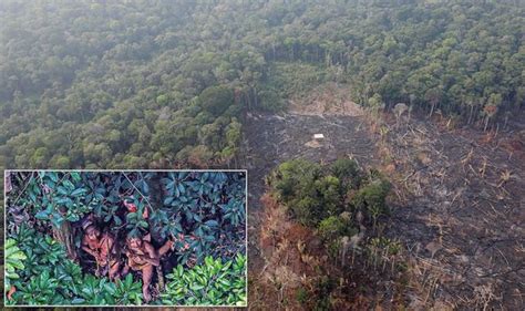 Amazon rainforest fire: Isolated tribe photographed in Brazil - will they survive inferno ...