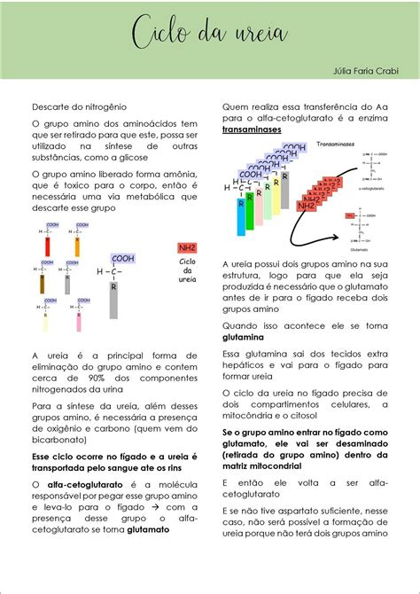 Ciclo Da Ureia Bioquimica
