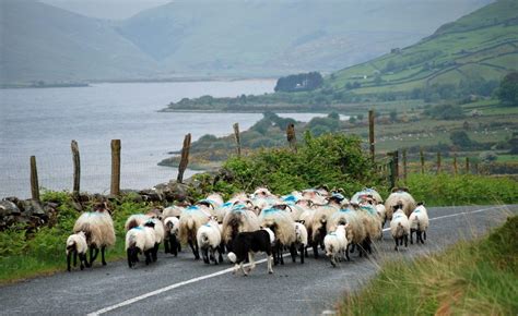 Map: Where are Ireland's sheep? - Agriland