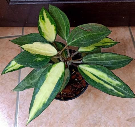 Hoya Macrophylla Pot Of Gold Nursery Plants Bangkok