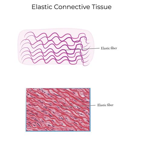 Elastic Connective Tissue