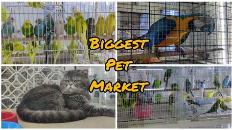 Birds And Pets Market In Uae Bewoke Uae Dubai Pets Parrot