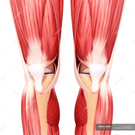 Leg musculature and knee caps — Front View, biology - Stock Photo