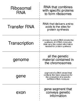 Nucleic Acids Flash Cards For Biological Chemistry Tpt