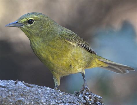 Orange-crowned Warbler | San Diego Bird Spot