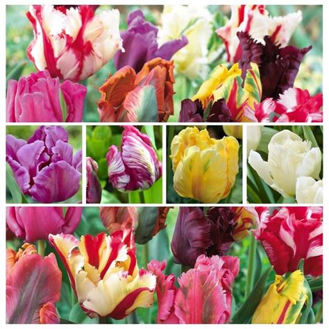 12 Mixed Parrot Tulips With Spectacular Shaped Petals Spring Flowering