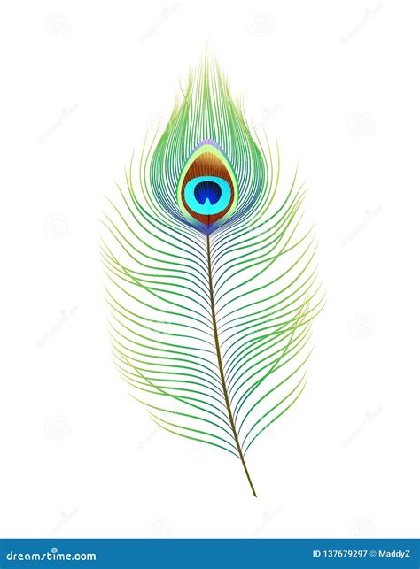 Peacock Feather Realistic Vector Illustration Decor Element For