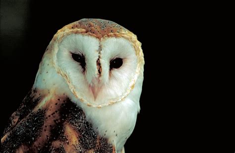 Free picture: up-close, face, body, barn, owl