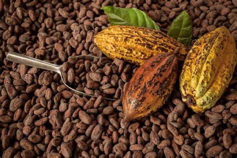 Precios Hist Ricos Del Cacao C Mo Podr N Aprovecharlos Los Cacaoteros