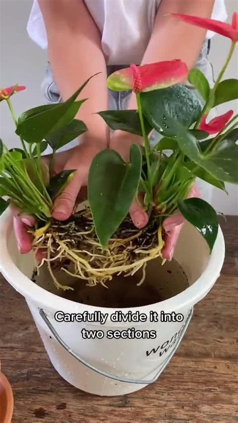 How To Propagate Anthuriums By Cuttings Video Video Anthurium