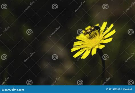 Captura Seletiva De Focagem De Uma Abelha Sentada Sobre Uma Flor