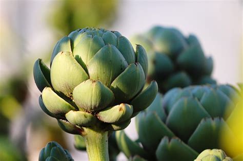 Consejos Para Plantar Alcachofas Cu Ndo Y C Mo Fontaneria Lucero