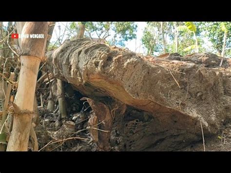 Penampakan Batu Kepala Ular Raksasa Mbolang Bambu Unik Di Areal Tempat