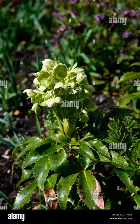 Helleborus Foetidus Stinking Hellebore Dungwort Bears Foot Flowers