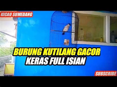 Suara Burung Kutilang Gacor Keras Full Isian Youtube