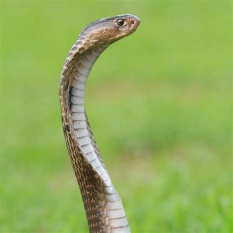 Huge 42 Triple D Boobs In Bra Nipples Nipples Porn XHamster