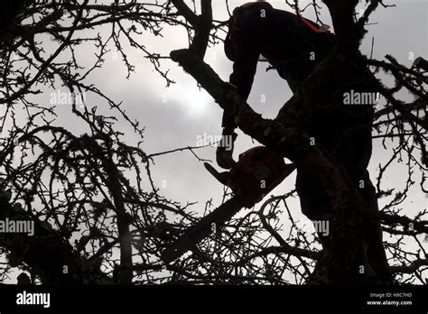 Arborist Of Lumberjack Pollarding A Bramley Tree With A Husqvarna