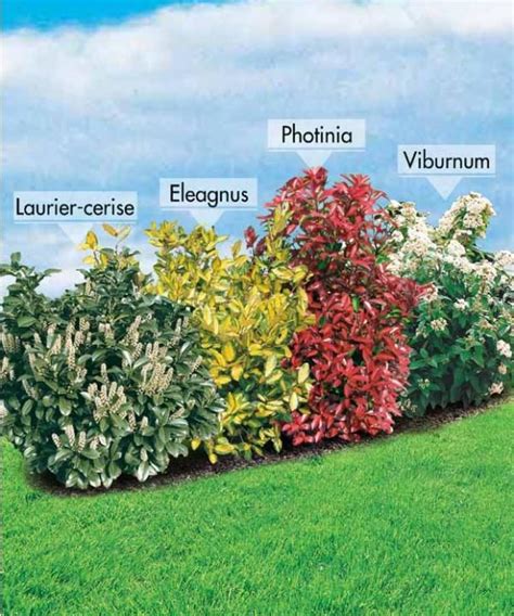 Top 10 Common Flowering Bushes Garden And Blooms Artofit