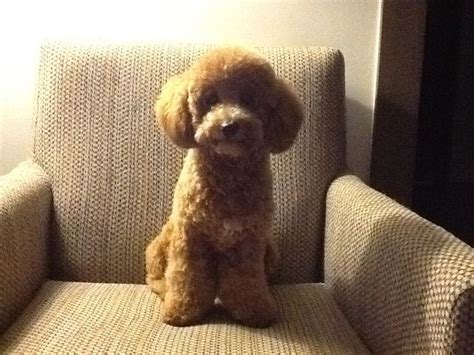 3 Ways To Train A Toy Poodle Wikihow