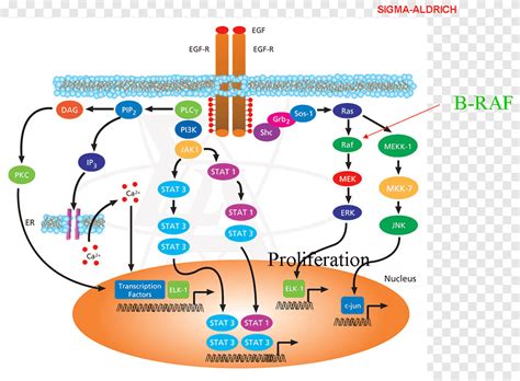 Transducci N De Se Ales Receptor De Factor De Crecimiento Epid Rmico