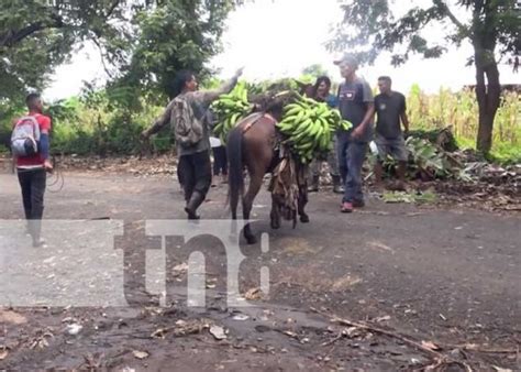 Conozca la imponente producción de plátano en la Isla de Ometepe TN8 tv