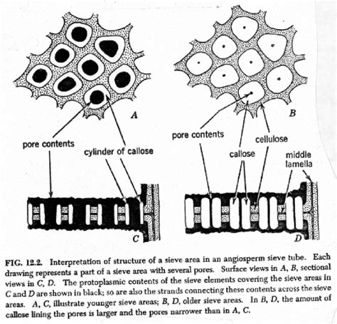 Apical Meristem
