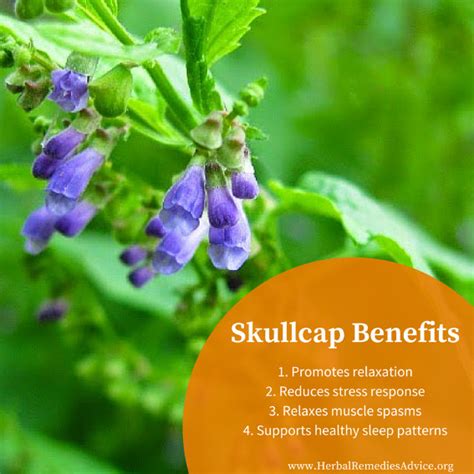 Skullcap Herb