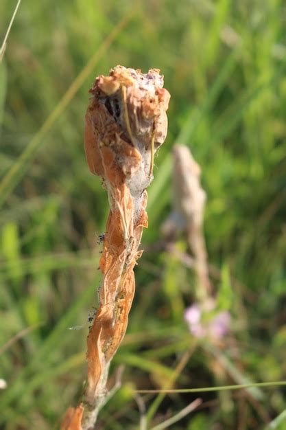 schizophora bilder kostenloser  auf freepik