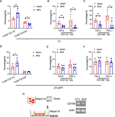 Rfa Treatment Reduces Local Cd169 þ Macrophages And Decreases