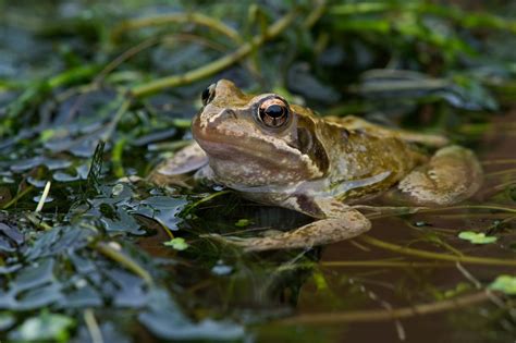 New research reveals alarming outlook for more than 2,000 amphibian ...