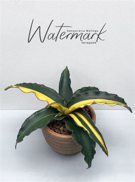 Sansevieria Mafinga Watermark Variegated Place Card Holders