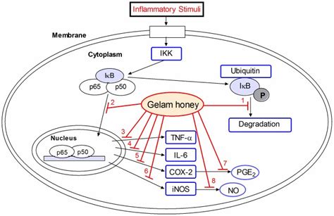 Activation Of Nf κb Pathway By Different Inflammatory Stimuli Leads To