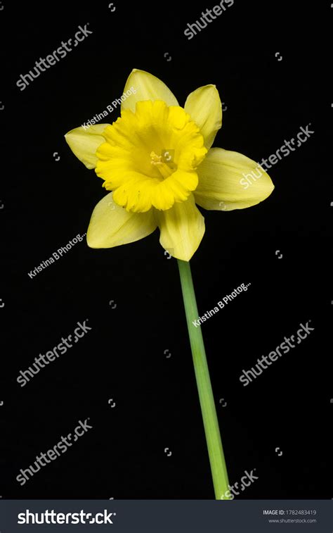 6,591 Yellow daffodil black background Images, Stock Photos & Vectors ...