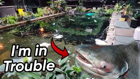 Monster Fish Causes Chaos In The 58000 Gallon Monster Pond Youtube