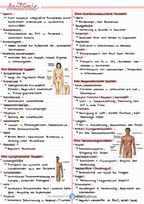 Anatomie Und Physiologie Zusammenfassung 45885 StuDocu Anatomie