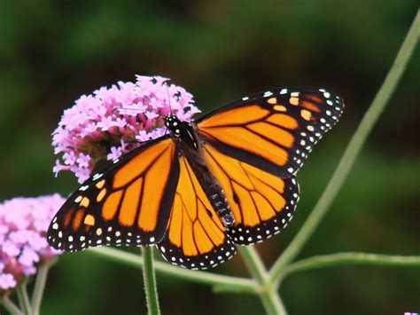 Monarch Promise Milkweed Asclepias Rotary Botanical Gardens