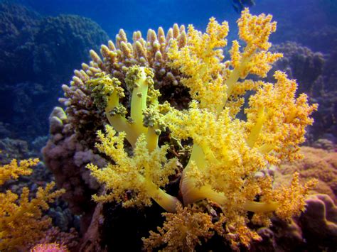 Learn about the coral species of the world (in person or online)