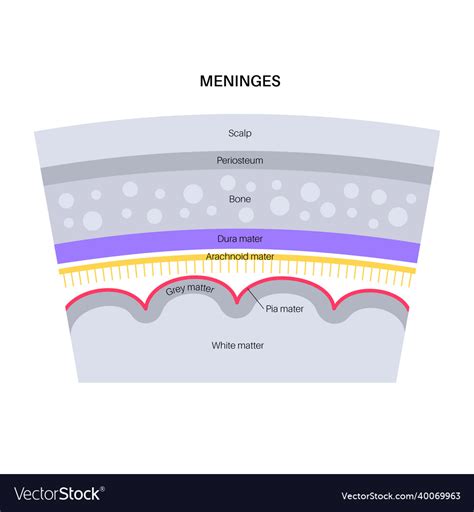 Meninges Anatomy Diagram Royalty Free Vector Image