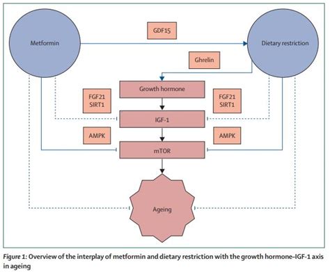 The Lancet Diabetes Endocrinology On Twitter Newmechanisms Of