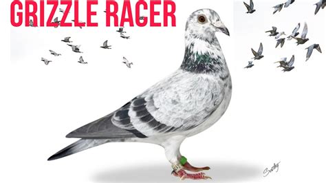 Dv Blood Line Grizzle Racer Pigeon Home Breed Racer Pigeon Racing