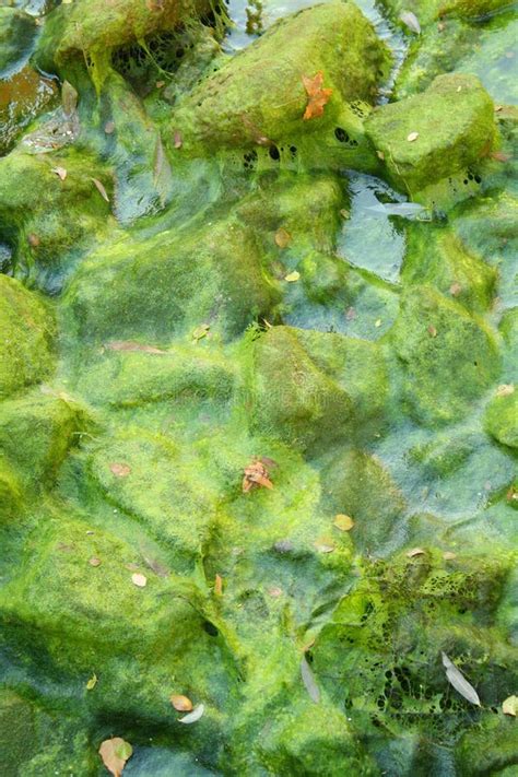 Fallen Leaves On Algae Stock Photo Image Of Conservation 45917586