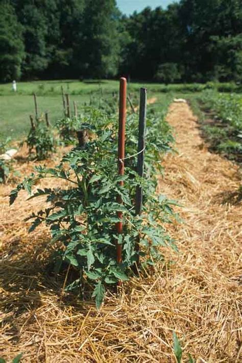 Mulching The Vegetable Garden Why It S Essential And How 42 Off