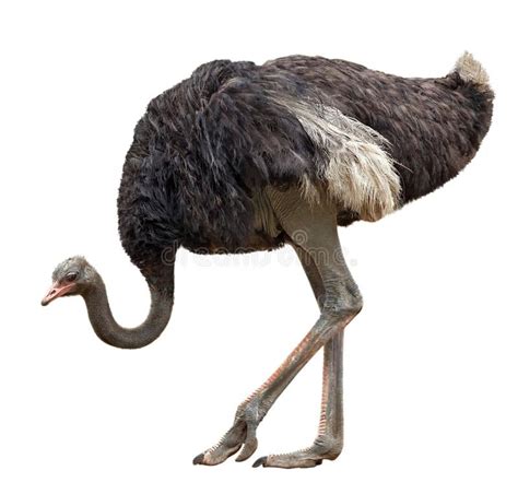 Ostrich Stock Image Image Of Natural Animal Bird Wild 35084781